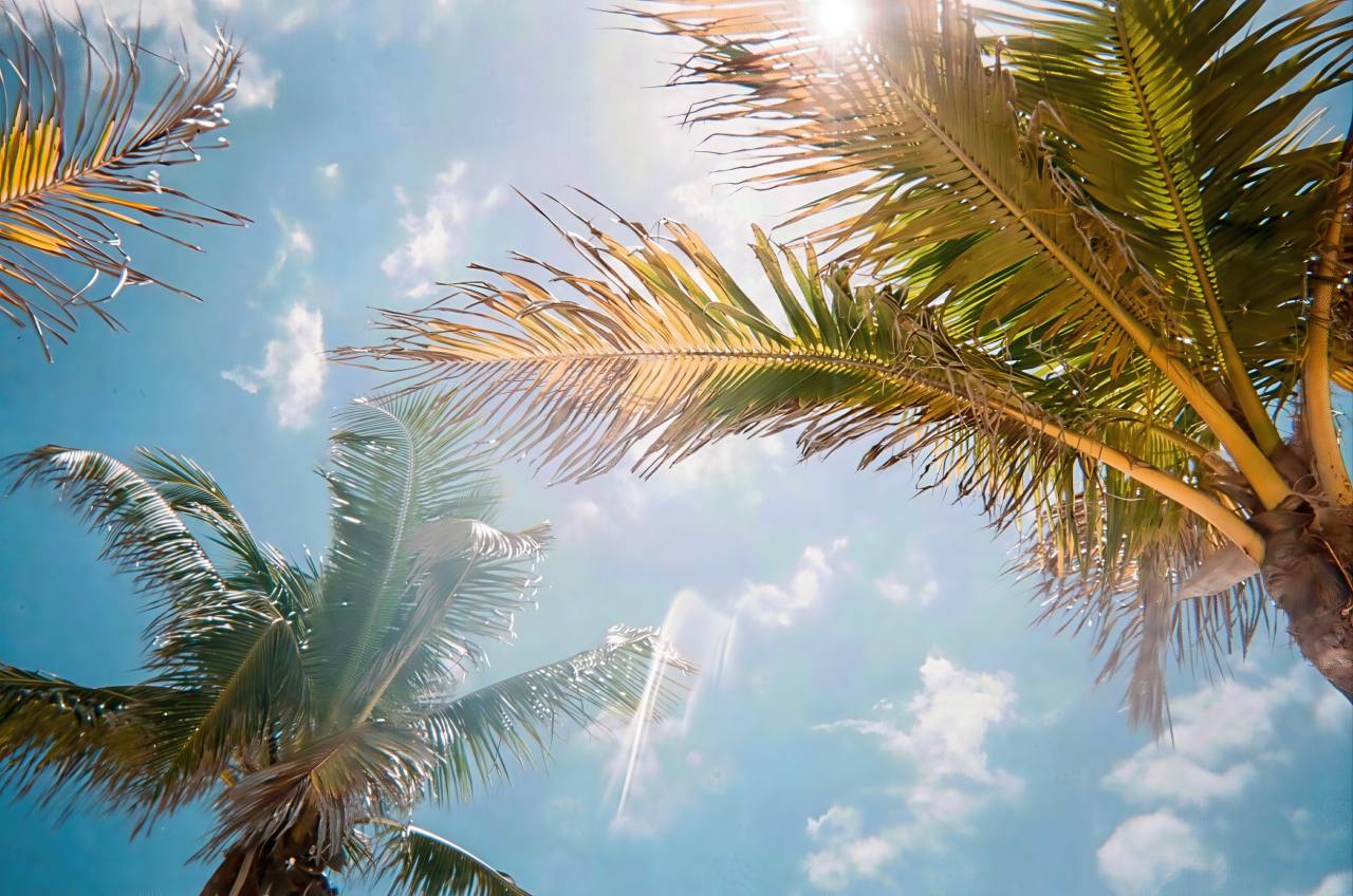 A low-angle photograph captures multiple palm trees with their characteristic feathered fronds in shades of green and tan stretching overhead.