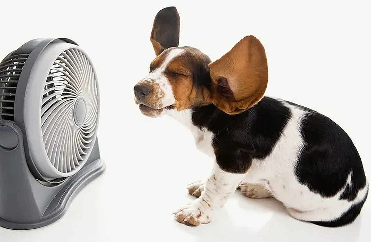 What is the Best Thermostat Temperature for Pets