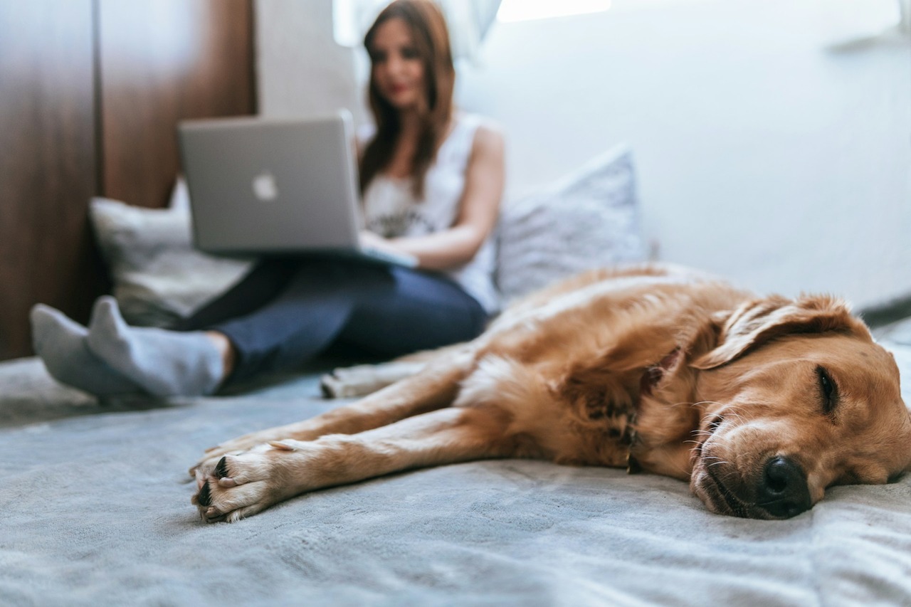 Indoor Air Quality Dog Dander